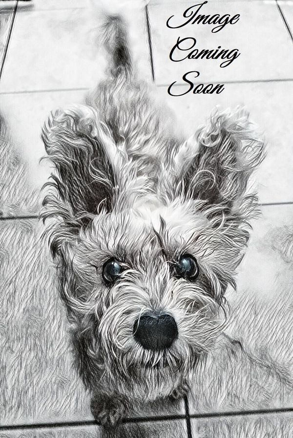 Gunslinger Spawn #1 - image 12